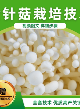 金针菇种植技术视频教程鸡腿菇
