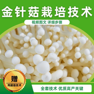 金针菇种植技术视频教程鸡腿菇高产人工栽培教学食用菌病虫害防治