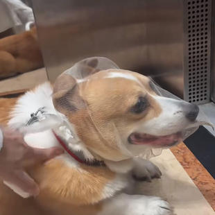 【遛狗神器】狗狗嘴套外出防乱吃防误食狗嘴巴套嘴罩洗澡防咬透气