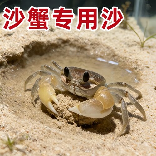 寄居蟹鱼缸造景免洗海沙