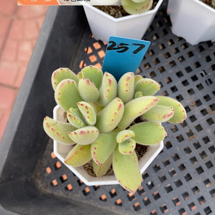 小熊7厘米的盆友