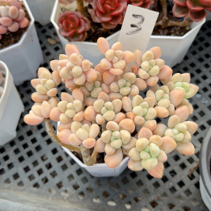 蛋糕奶7厘米的盆