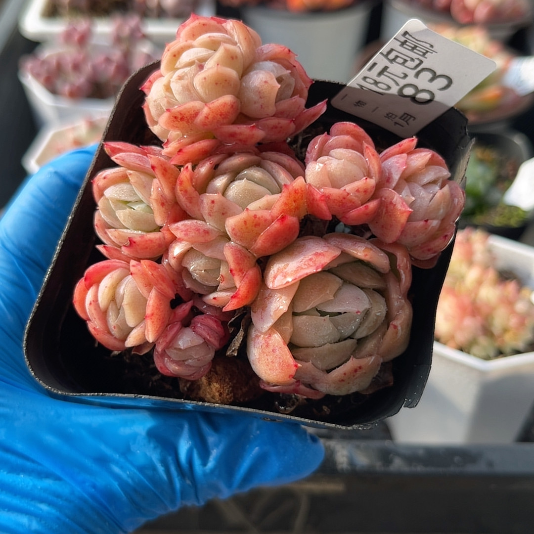 胭脂贝瑞7厘米的盆,鲜花速递/花卉仿真/绿植园艺,多肉植物,淘宝优惠券,粉丝福利购,淘宝优惠卷