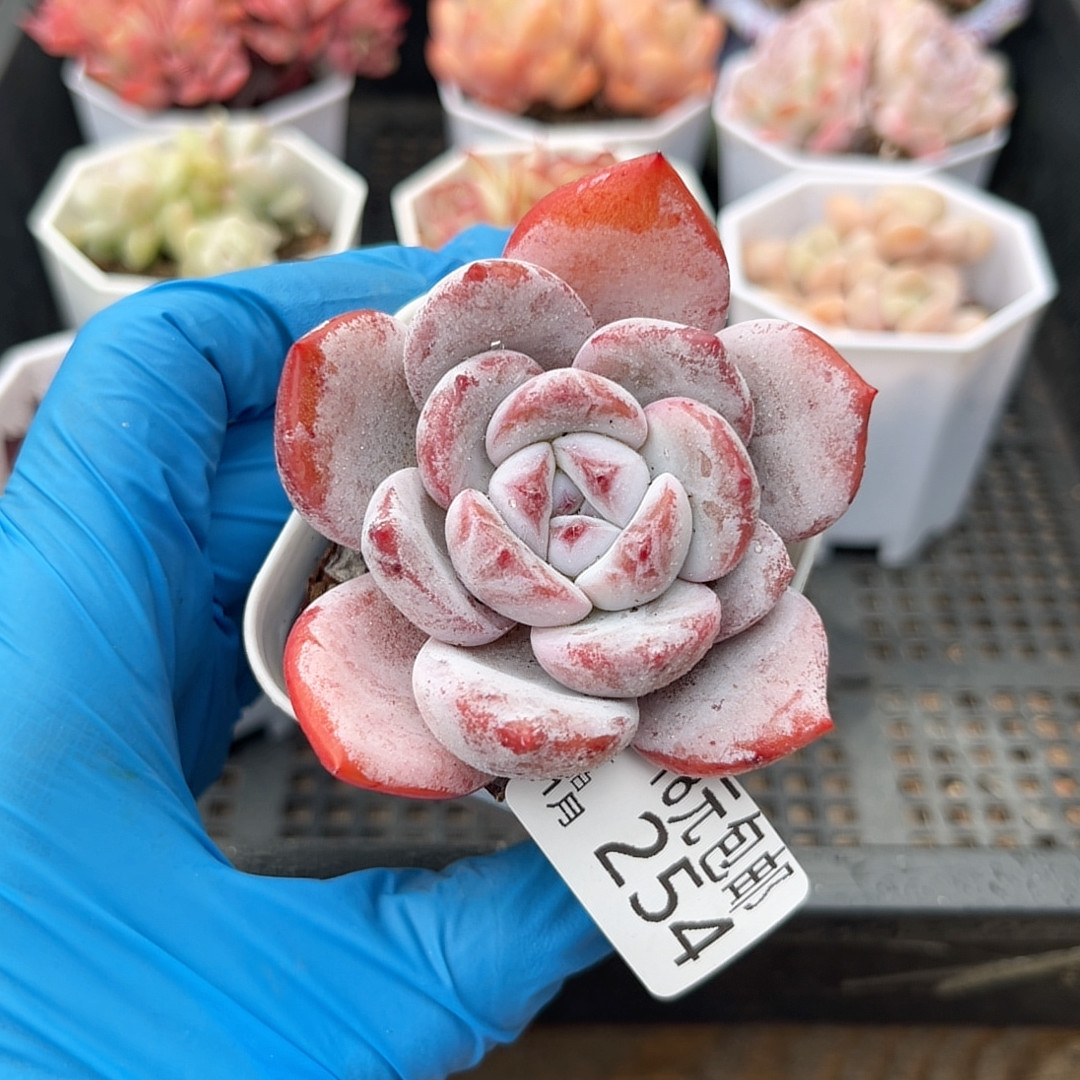 嫦娥6厘米的盆,鲜花速递/花卉仿真/绿植园艺,多肉植物,淘宝优惠券,粉丝福利购,淘宝优惠卷