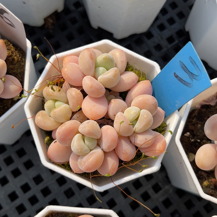 樱花洛神7厘米的盆