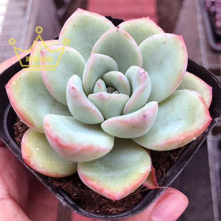 一物一拍 奶油泡芙  轰动 多肉植物 原盆土发货阳台多肉 精品控养