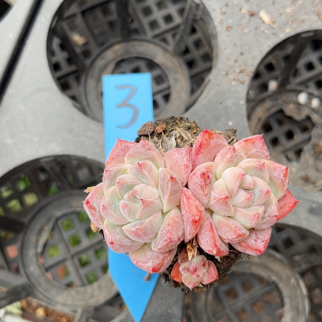 如梦令7厘米的盆,鲜花速递/花卉仿真/绿植园艺,多肉植物,淘宝优惠券,粉丝福利购,淘宝优惠卷