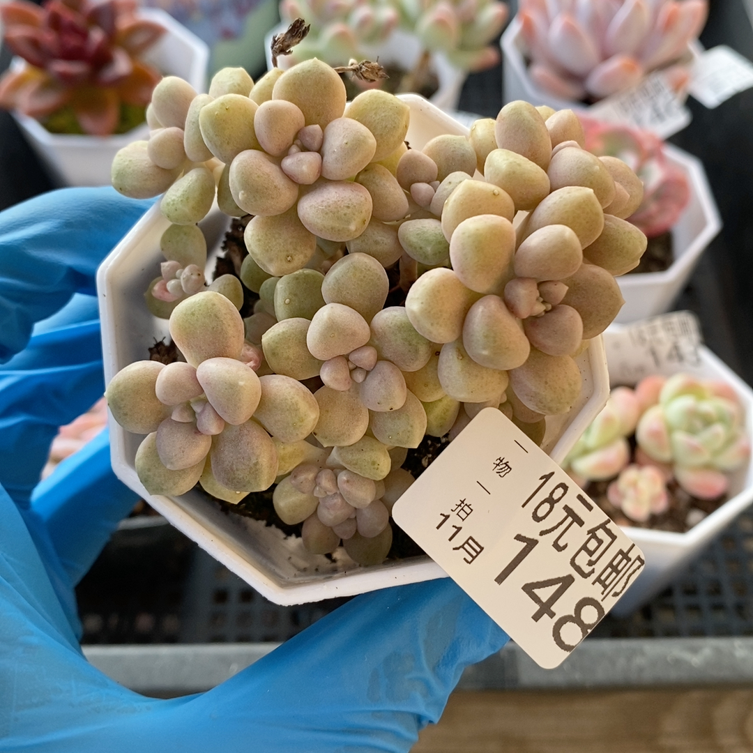 丸叶姬秋丽7厘米的盆