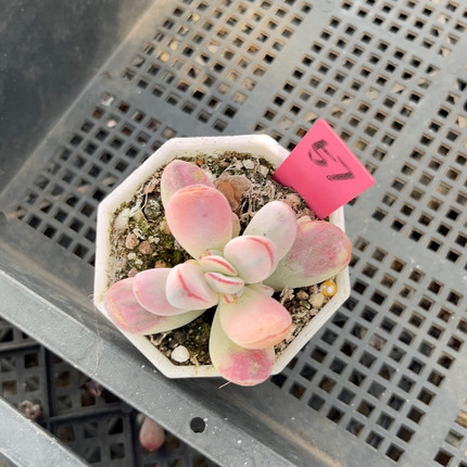 乒乓福娘锦7厘米的盆，脱土发货