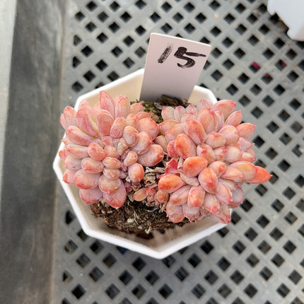 粉珍妮缀化7厘米的盆