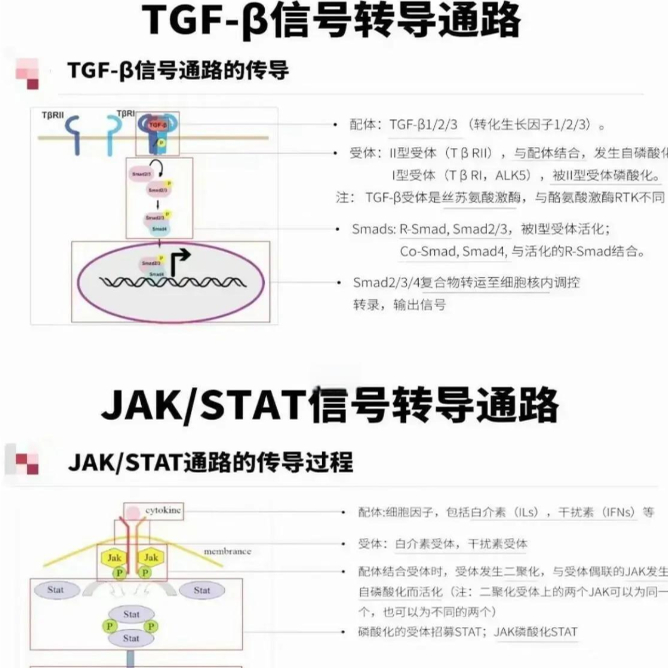 scienceslides2016科研绘图PPT插件信号通路工具素材插件及教程