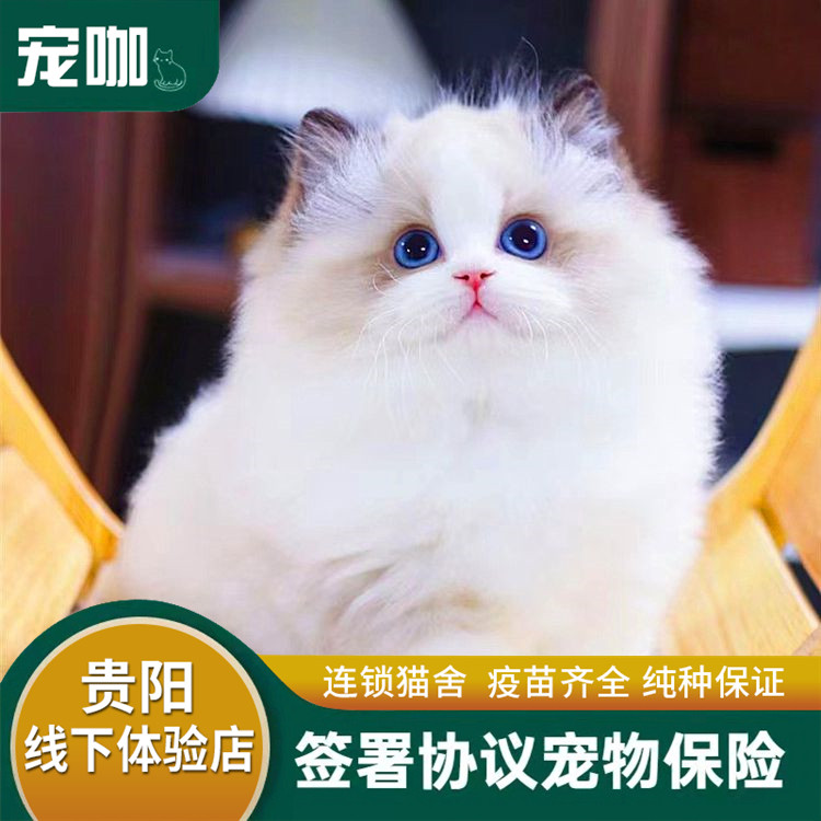 纯种布偶猫幼猫长毛仙女猫双海蓝眼睛家养宠物猫CFA血统赛级活体|ruв категории животное/Животное питание и принадлежностей, кошка - от Buy2taobao.com для оказания профессиональной услуги покупки агента Taobao