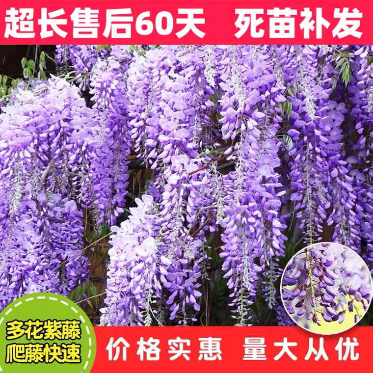 紫藤攀援花卉阳台,窗台春季,夏季