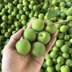 果农直采5斤高山新鲜青梅现摘泡酒酵素腌咸梅酸梅用梅子水果包邮