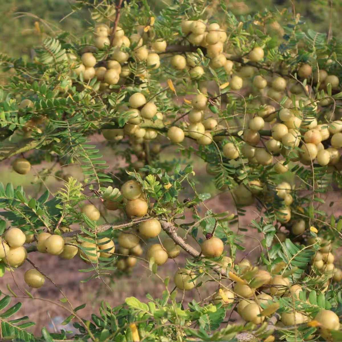 潮汕崩坎油柑柿饼甜种1斤适合自制油甘茶汁新鲜余甘果子应季水果