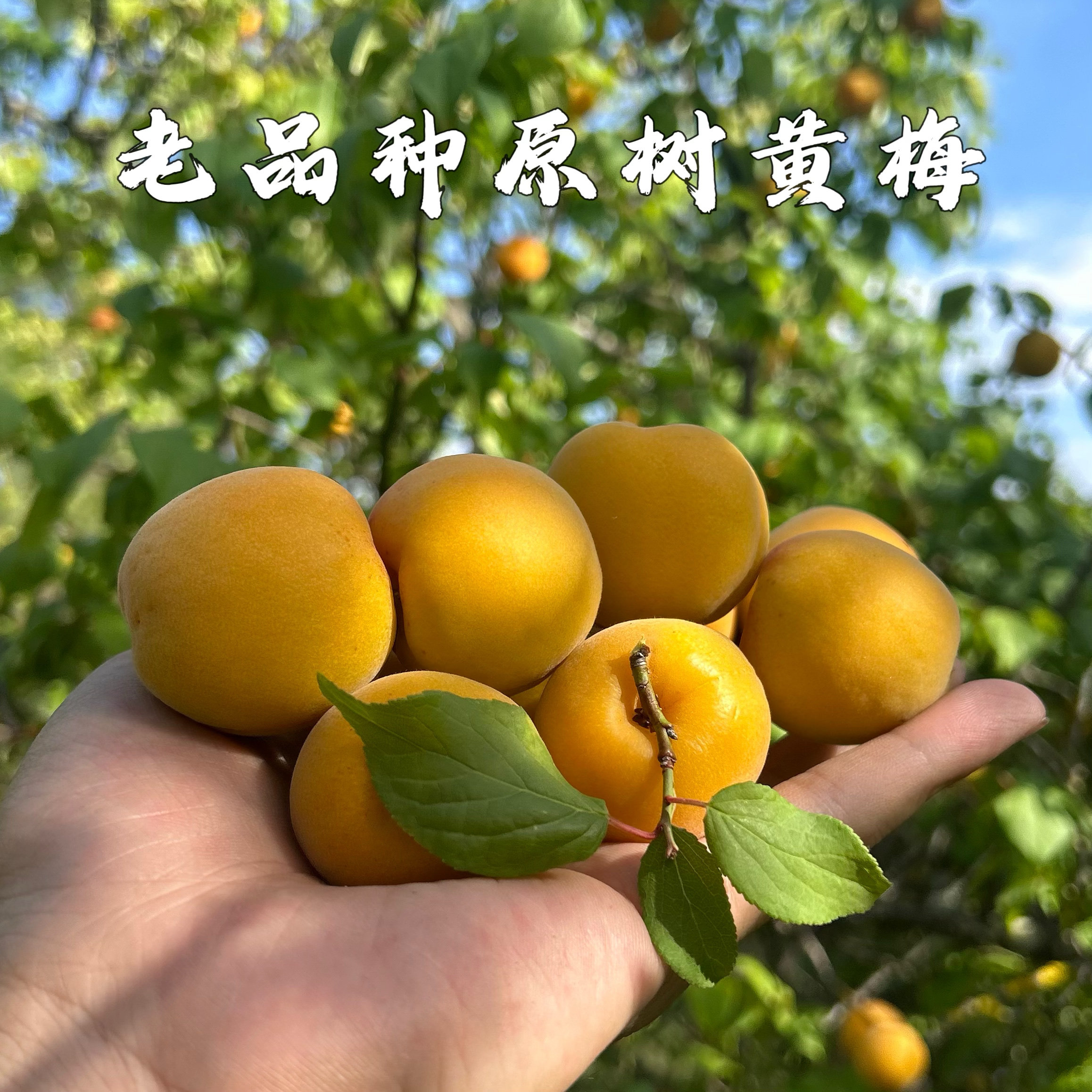 云南丽江高山老品种树上熟黄梅大果现摘新鲜水果泡酒冰梅酱照水梅