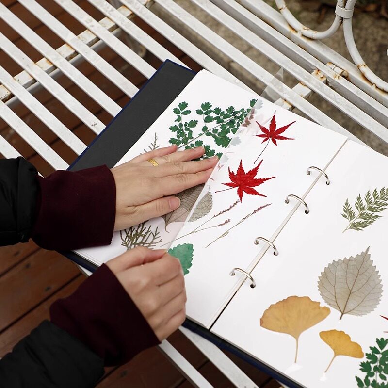 植物标本树叶子收集册手工相册