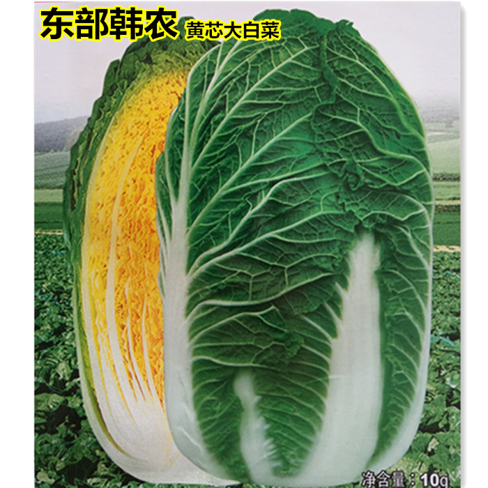 黄心大白菜种子 黄芯白菜种籽易种青菜叶菜春秋蔬菜种孑大全苗