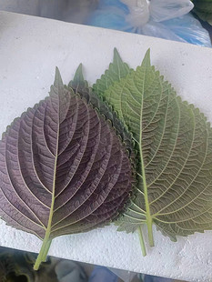 韩国引进大叶紫苏种籽春秋四季阳台盆栽易种蔬菜种孑双色紫苏种子