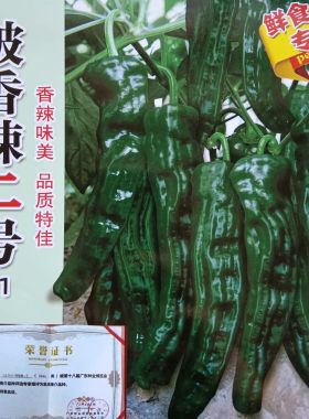 中农香辣椒螺丝朝天麻皮四季盆栽