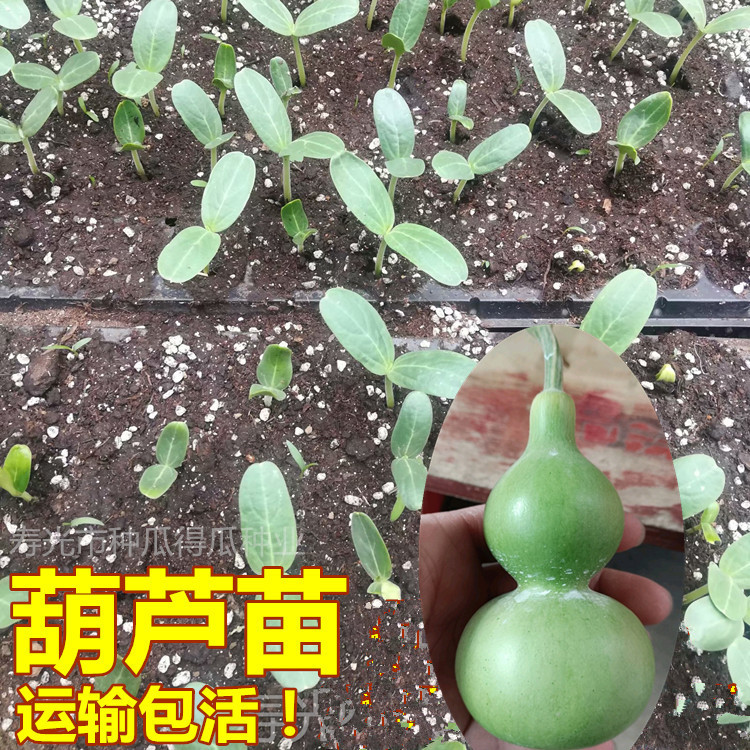 观赏手捻小葫芦苗秧种子 文玩特大葫芦籽种苗阳台盆栽葫芦种孑子