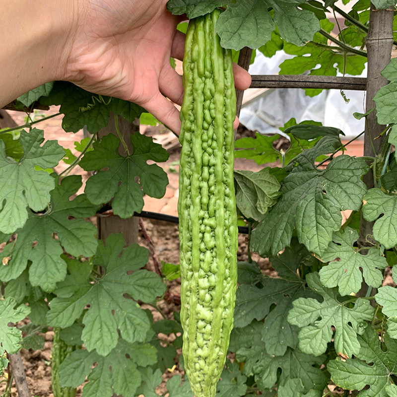 青秀苦瓜种子高产苦瓜籽春秋四季阳台盆栽大田蔬菜种孑苗秧