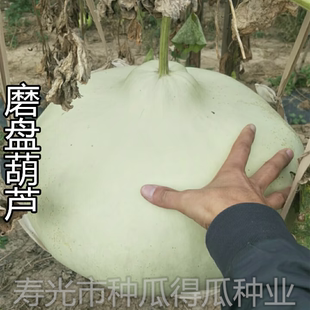 特大葫芦种籽观赏爬藤绿化园林园艺植物种子花种籽 磨盘葫芦种子