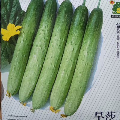 脆甜高产黄瓜秋瓜四季种子
