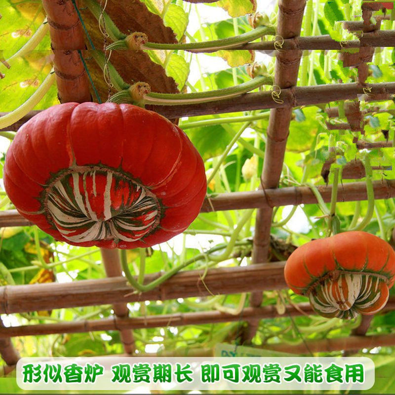 观赏食用香炉瓜种子春秋四季阳台盆栽老鼠瓜蛇瓜葫芦种籽苗秧观光