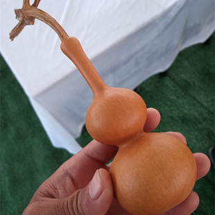 天津嘴葫芦种子文玩观赏葫芦籽种苗秧春秋四季 阳台盆栽遮阴爬藤孑