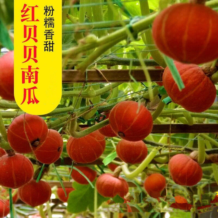 红贝贝南瓜种子 粉质肉厚口感佳南瓜种籽 春秋大田蔬菜种孑苗秧