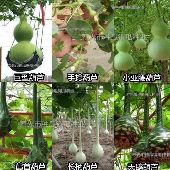 网友分享在meiguo.com上的图片