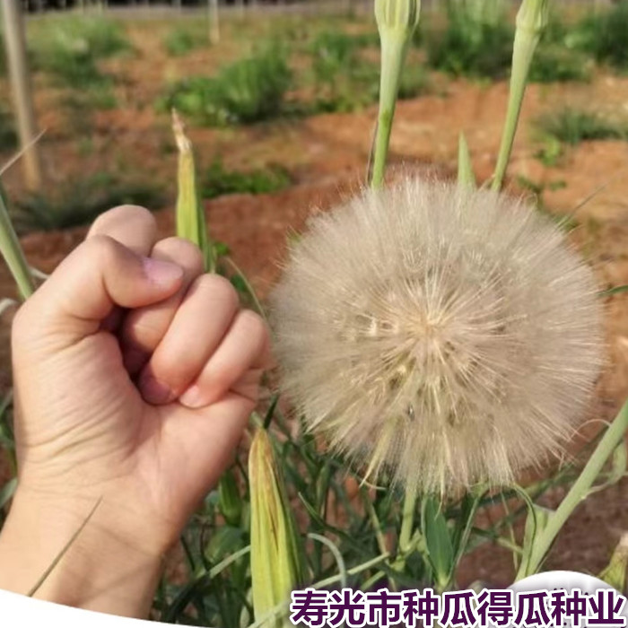 观赏超级特大蒲公英种子巨型婆婆丁种籽春秋四季绿植园艺花卉种孑