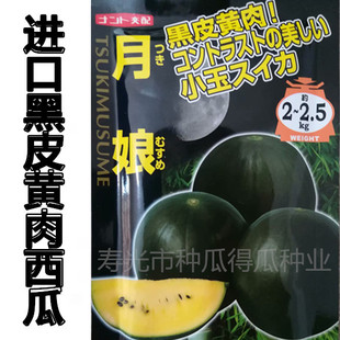 日本进口黑皮黄壤西瓜种子 小凤红玉礼品型瓜水果春季蔬菜种籽孑