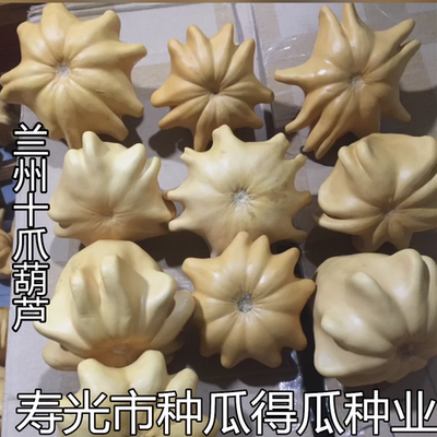 兰州疙瘩爬藤植物绿化园艺葫芦籽