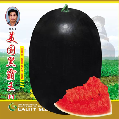 蔬菜甜王懒汉麒麟春四季西瓜种子