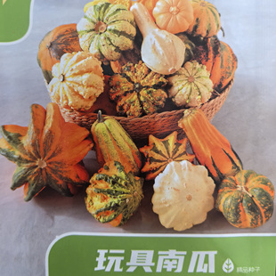 玩具南瓜种子观赏文玩趣味葫芦种籽苗秧墨西哥葫芦观光园遮阴阳台