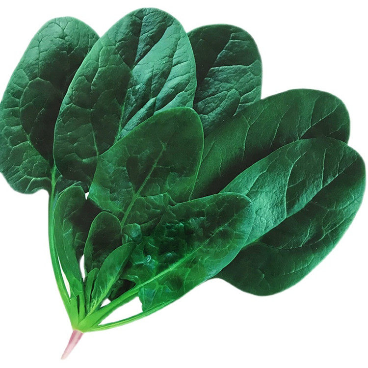 传统农家小叶菠菜种子大叶菠菜种籽 春秋四季盆栽蔬菜种孑苗
