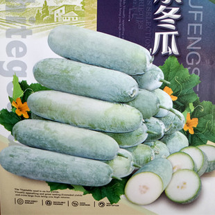 台湾小冬瓜种子春秋四季阳台盆栽蔬菜种孑广东黑皮绿春大冬瓜种籽