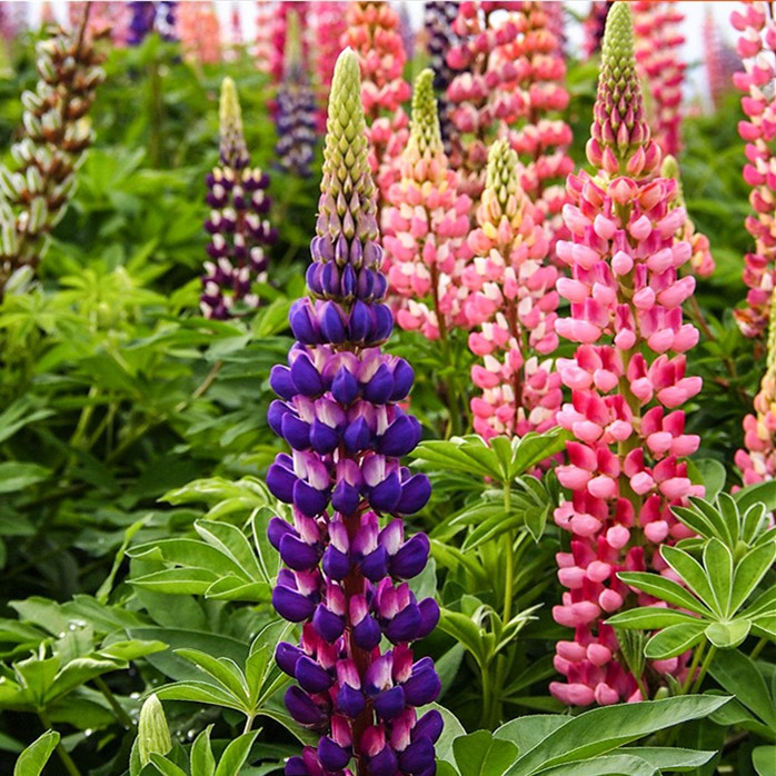 鲁冰花花籽四季开花室内花卉