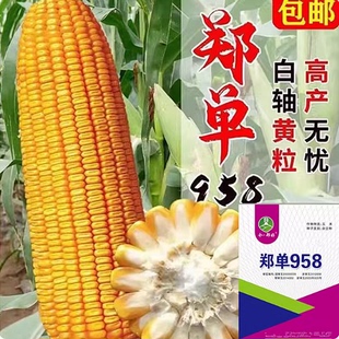 审定杂交大田玉米种子郑单958良玉99京科968新品种高产玉米种籽苗