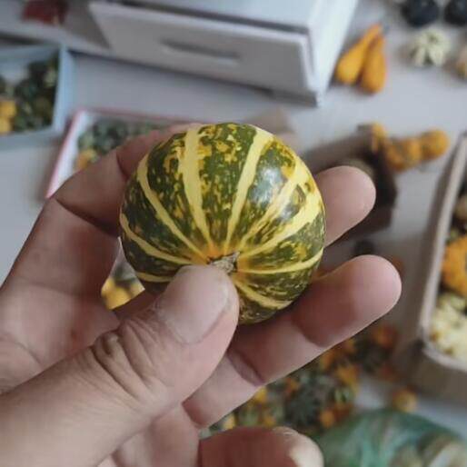 绣球葫芦种子兰州鸡蛋爬藤遮阴图片