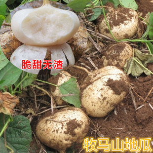 早熟牧马山地瓜种子凉薯水果地瓜种籽高产大田阳台盆栽蔬菜种孑苗