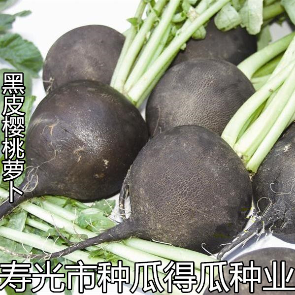 进口黑丁樱桃萝卜种子 蔬菜籽种籽 特菜春秋四季播阳台盆栽种子