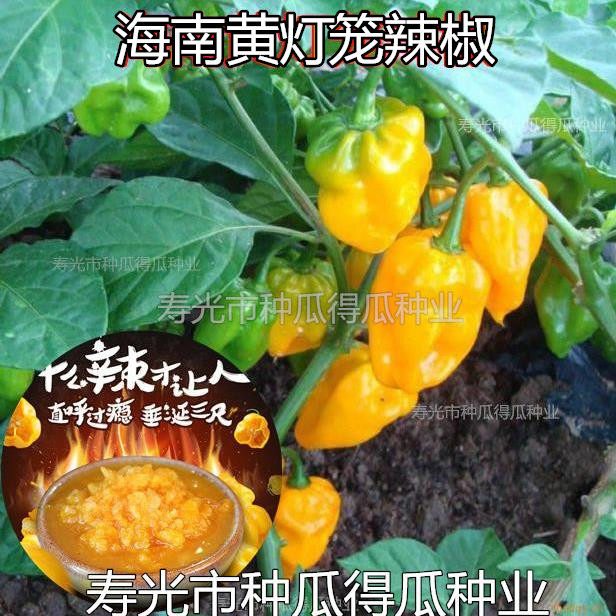 超辣海南黄灯笼椒种子 香辣辣椒种子蔬菜种子特辣四季辣椒酱种子