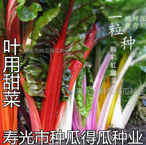 彩虹叶用红黄甜菜种子莙荙菜阳台