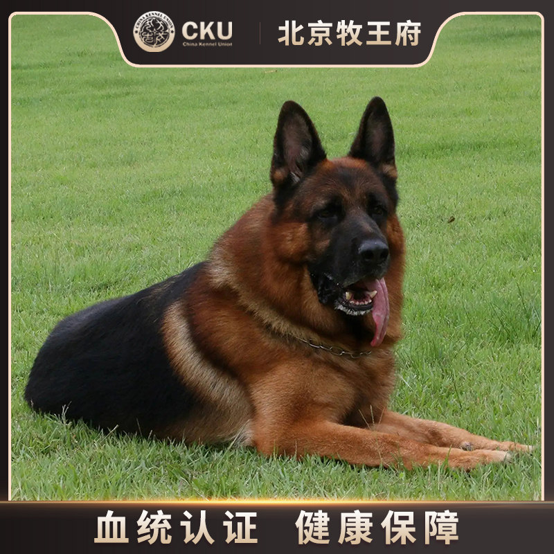 纯种德国牧羊犬德牧幼犬认证犬舍弓背平贝黑背大型狼狗警犬宠物狗