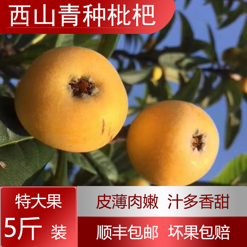 正宗洞庭青种枇杷苏州西山青种枇杷现摘新鲜水果顺丰发货5斤大果
