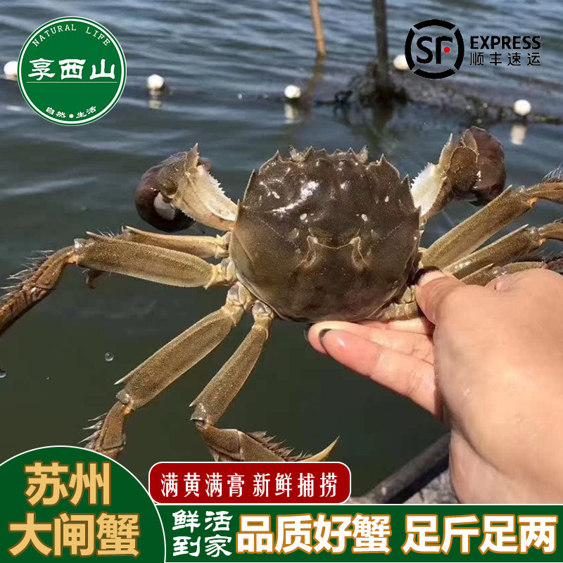 苏州大闸蟹活蟹只只满黄太湖大闸蟹现货公母螃蟹礼盒装品质保证
