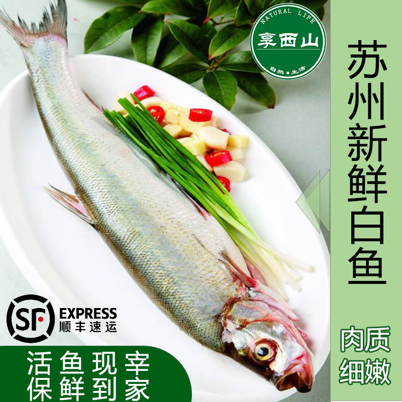 苏州特产新鲜白鱼淡水大白条鲜活翘嘴活鱼保鲜冷链顺丰京东